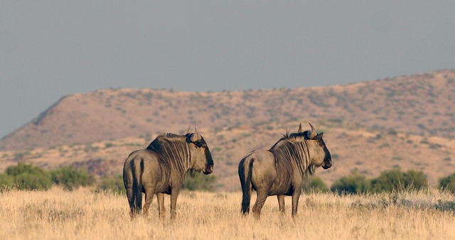 Three Nations Safari: Uganda, Kenya & Tanzania with Zanzibar Finale